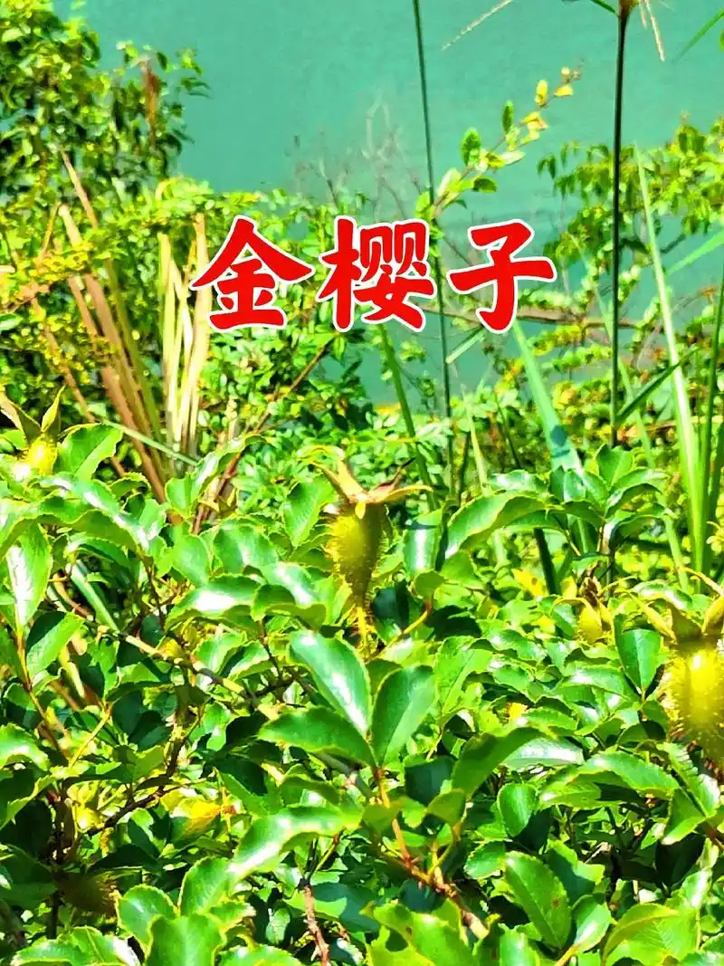 金樱子在我们这里叫糖罐子也叫刺梨子,在你们那叫什么呢,你吃过 - 抖