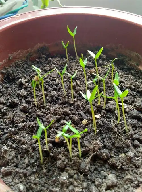 记录种子的生命(辣椒篇)