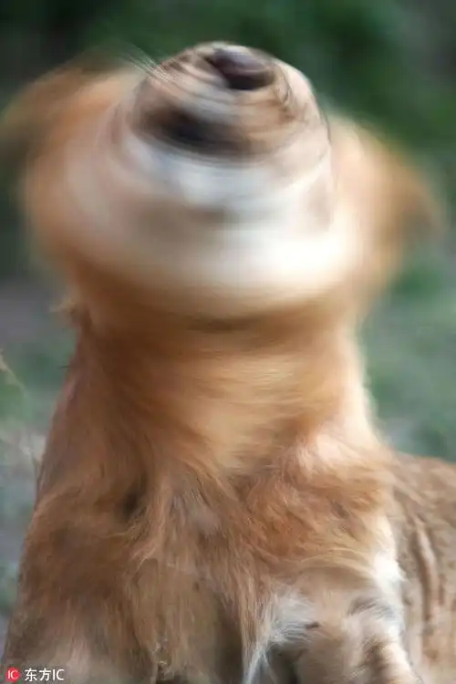 摄影师拍肯尼亚狮子 拼命甩头好像陀螺