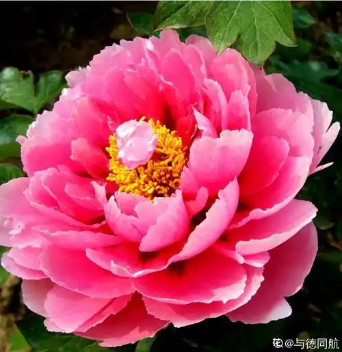 牡丹花花朵大颜色美是富贵的象征