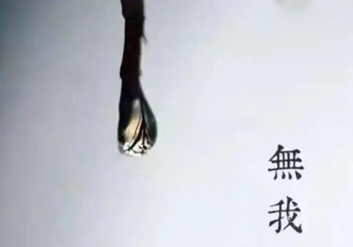 无我境界_无我相_无我是什么状态_无我的含义-佛心网专题