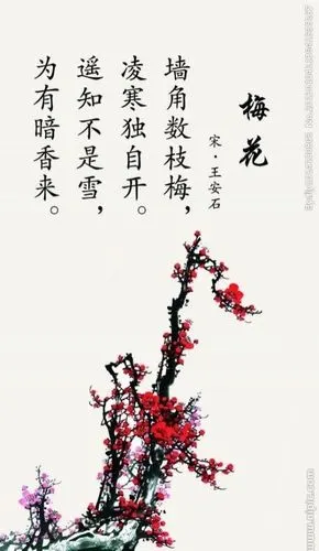 学习的新古诗《梅花》,梅花不怕寒冷,冬天独自盛开.