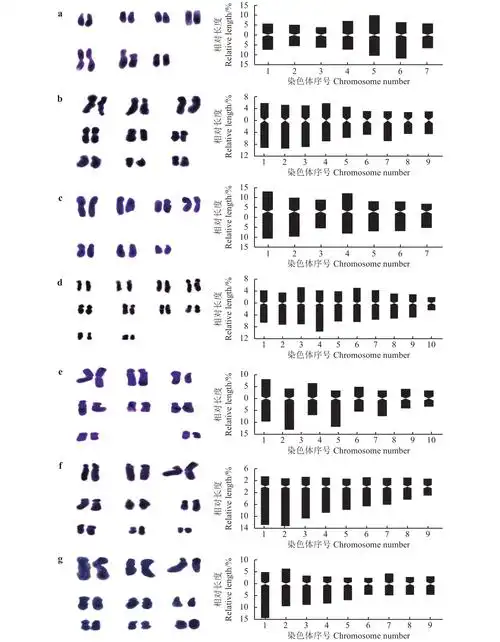 图 1         鼠尾草属植物染色体形态图(左)及模式图(右)