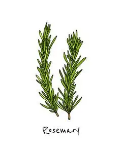 手工绘制的迷迭香插画