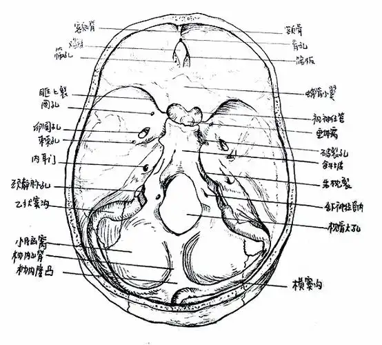 致远如此惊艳当解剖遇上绘画