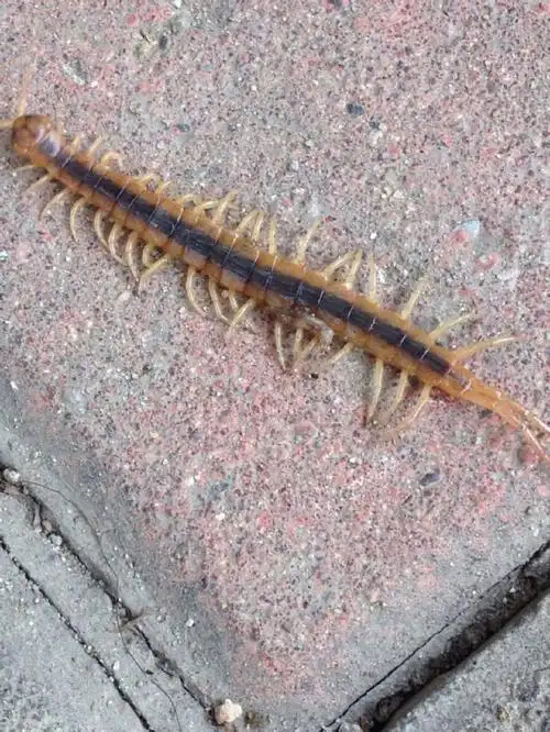 家里很干净为什么有蜈蚣