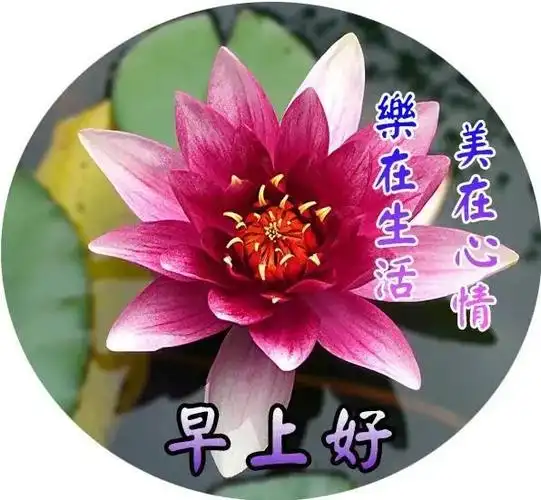 9张非常有创意好看的夏日早安早上好图片带祝福语夏天漂亮早上好祝福