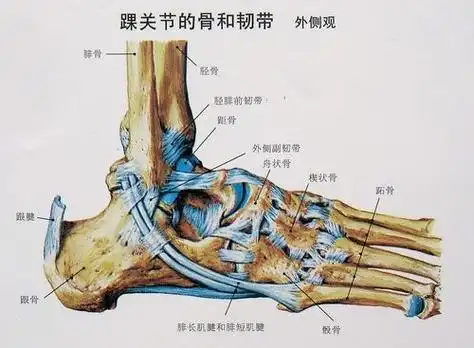 踝关节解剖