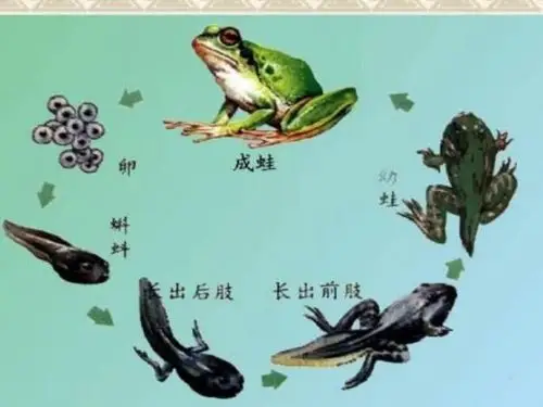 变成青蛙的过程图