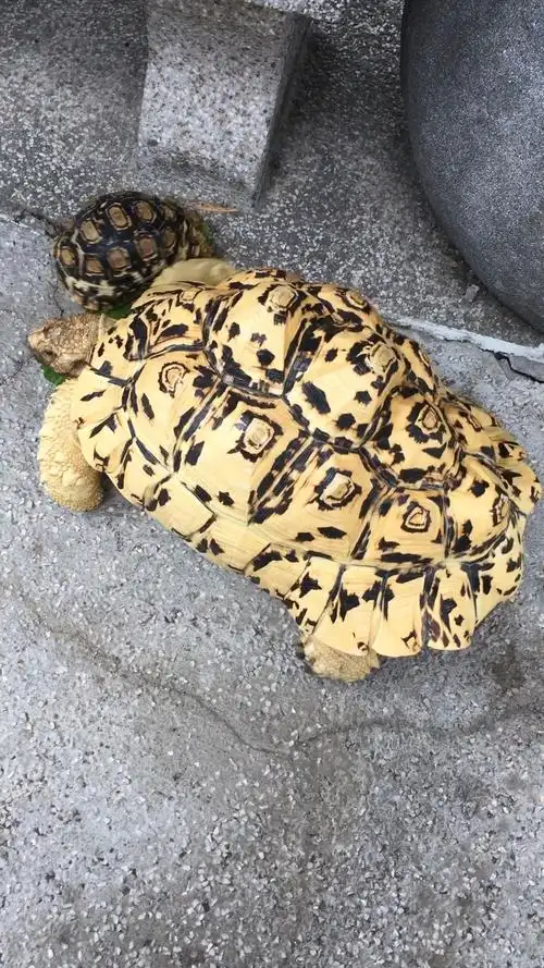 豹纹陆龟🐢