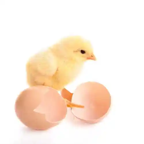 白色背景上的蛋壳与小鸡