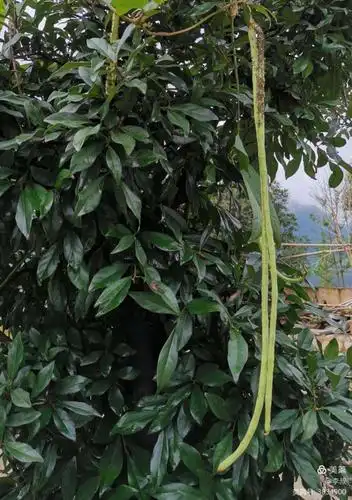 诸位,你见过这样的豇豆树吗?