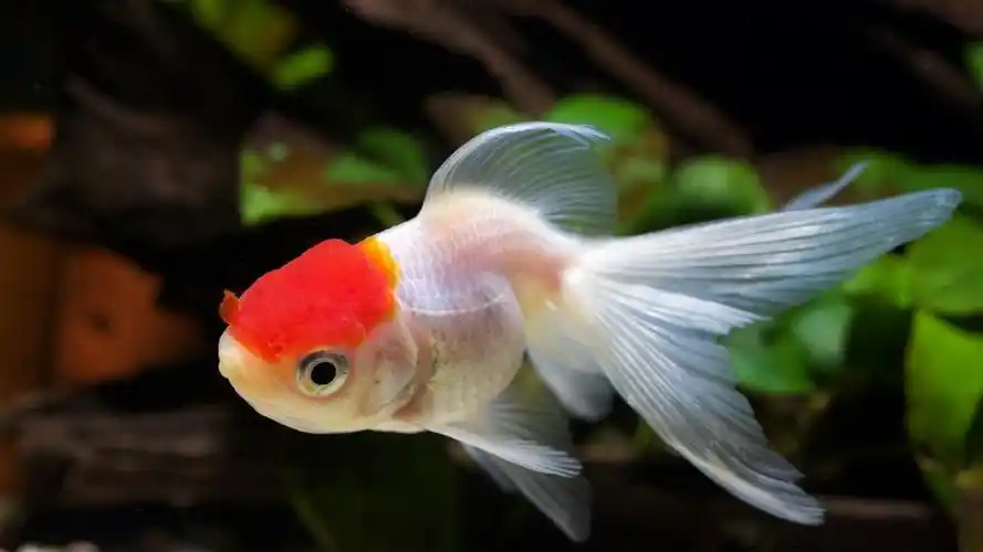 精选可爱漂亮金鱼的高清特写图片分享