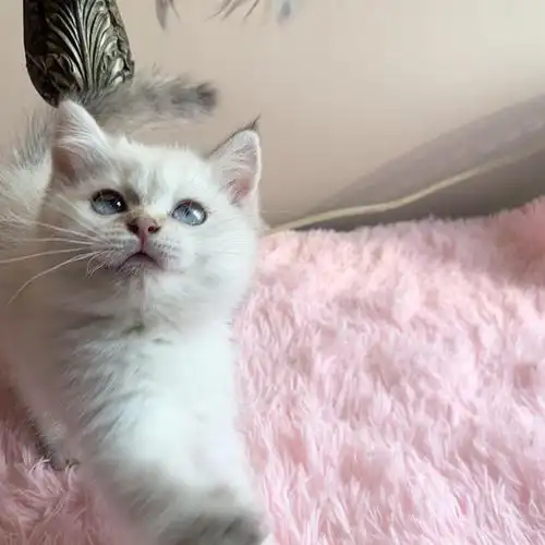 上海银点银点血渐层找家长