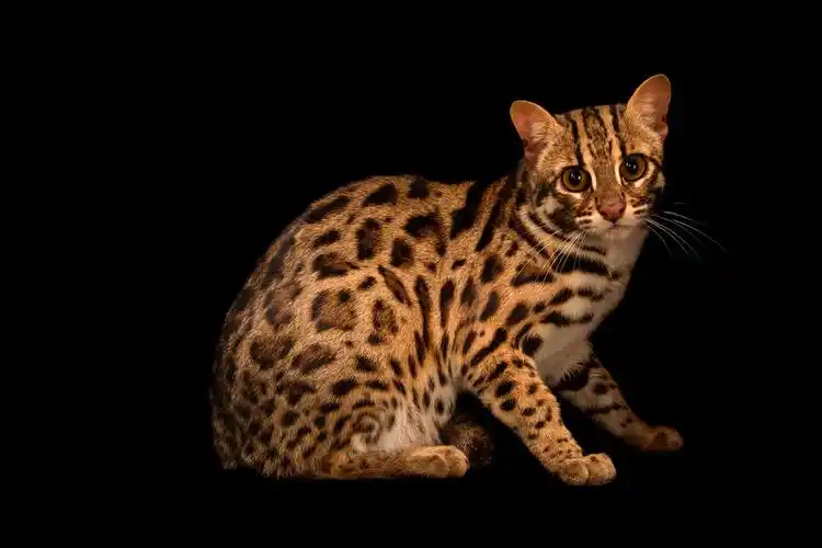 p>豹猫(学名: i>prionailurus bengalensis /i>)是猫科,豹猫属动物.