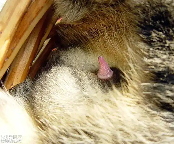 老虎是猫科动物,那么看看我家猫的.