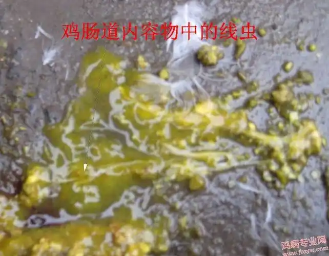 如此典型的线虫---图片 - 鸡病图片资料区 - 鸡病专业网论坛