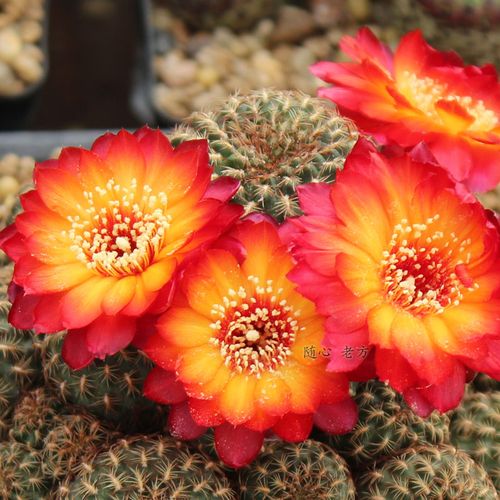 高端精品稀有开花仙人球沟宝山火焰色玛洛恩妮特纳瑞根系发达包邮