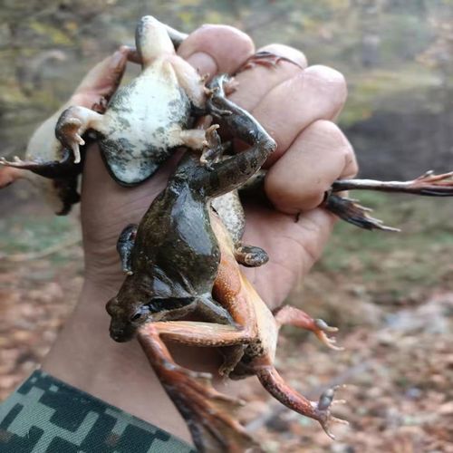 东北林蛙鲜活公蛙活蛤蟆 正宗长白山林蛙 可挑龙鱼食 活体雪蛤  活体
