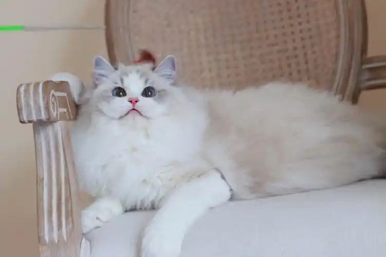 我家宠物好可爱  #布偶猫   #布偶貓