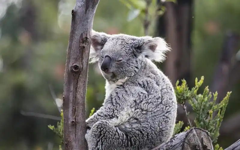 澳大利亚超可爱的国宝考拉
