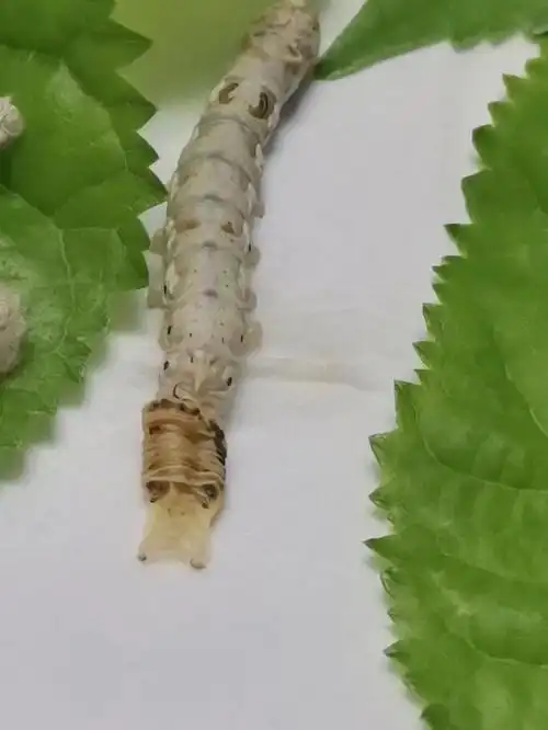 蚕宝宝终于脱皮啦