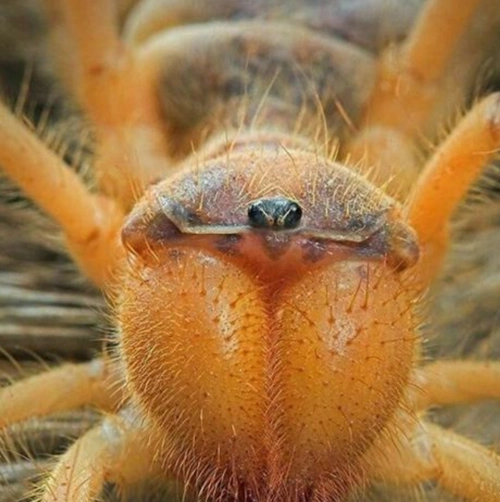 知道避日蛛,世界三大奇虫之一,性情机其凶猛,国内只有甘肃和新疆有