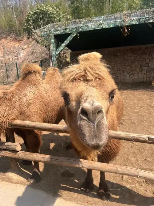 动物园里有什么? 南京·紫清湖野生动物世界|野生动物园_网易订阅