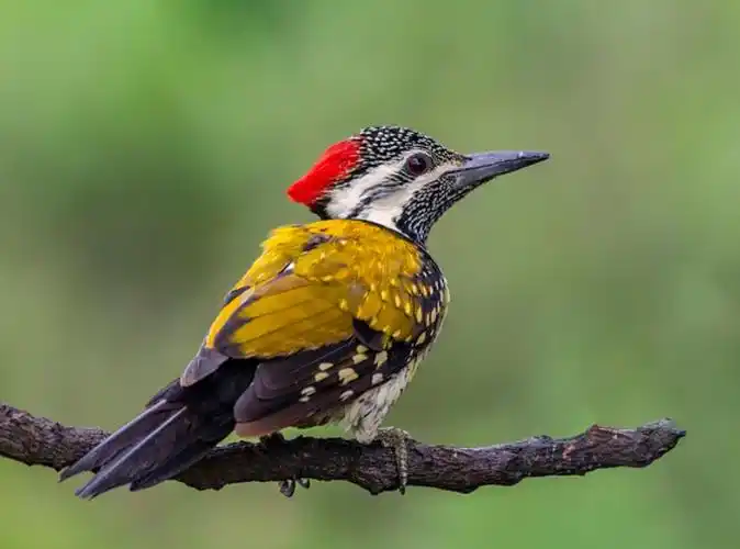 p>黑臀金背三趾啄木鸟(学名: i>dinopium benghalense /i>):是鸟纲