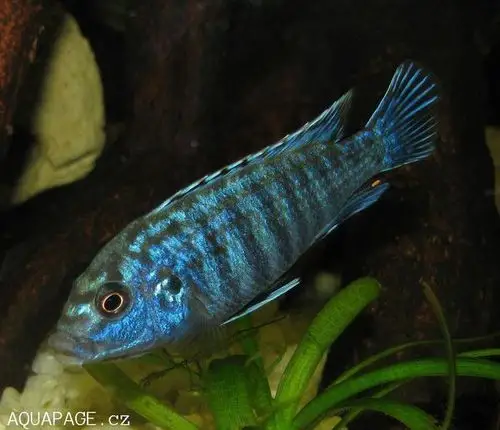 请问这种鱼是什么鱼?大概5-7cm,银色带黑色条纹,游走速度很快.这个