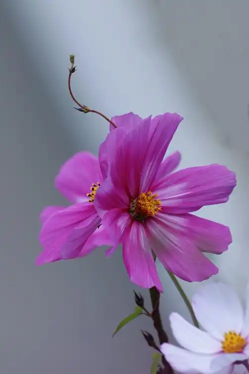 并蒂花开十月天～金鸡菊