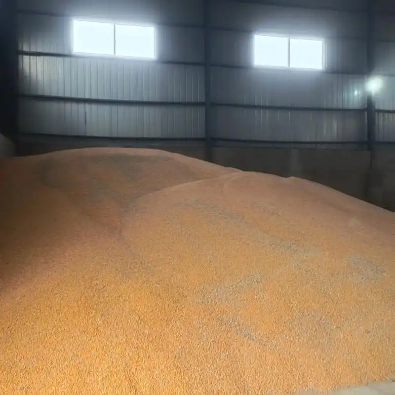 今年的高温干旱天气使的玉米大量减产,本人现有几百吨烘干后的玉 - 抖