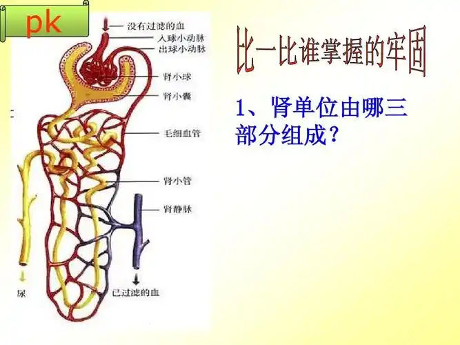 pk 1,肾单位由哪三 部分组成?