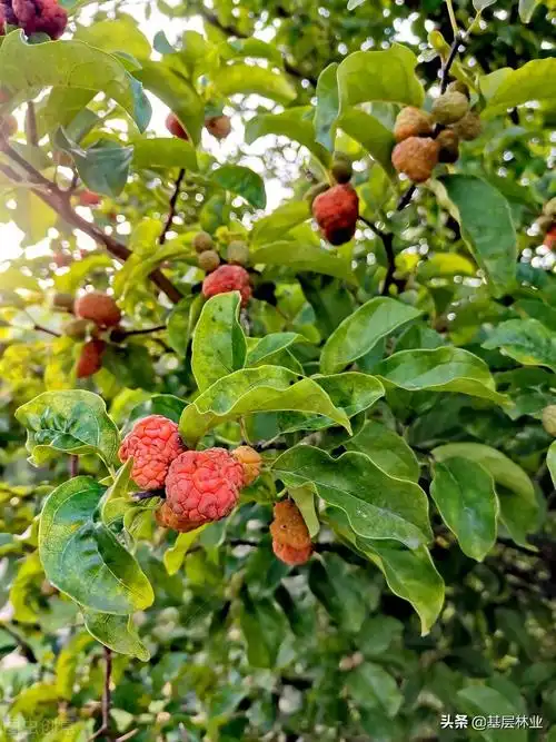 有"帝王木"之称的柘木,寸木寸金,为什么大家都不敢种植?