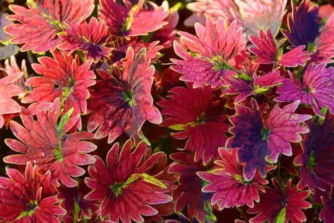 红色彩叶草五彩草,原创拍摄|彩叶草|红色|原创_新浪新闻