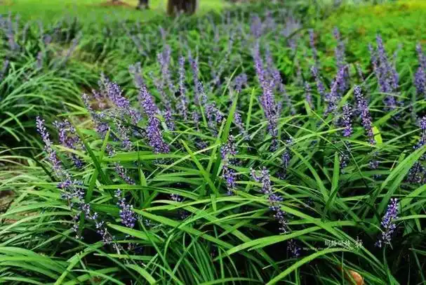 求细叶麦冬的基本简介.,细叶麦冬的功效与作用(长生不老的仙草到麦冬)