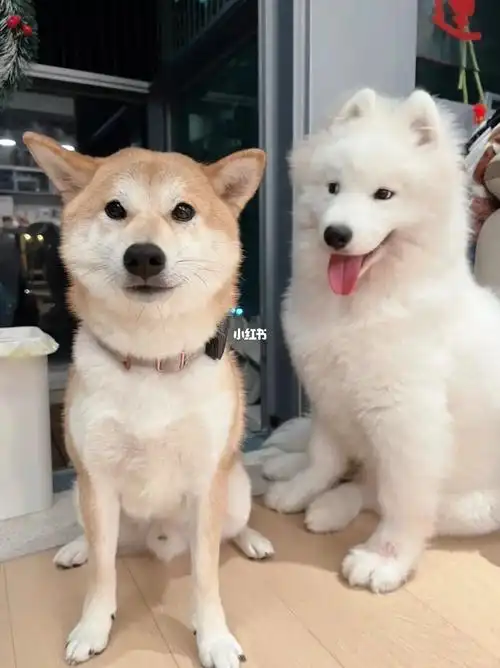 萨摩耶  #柴犬  #狗狗日常