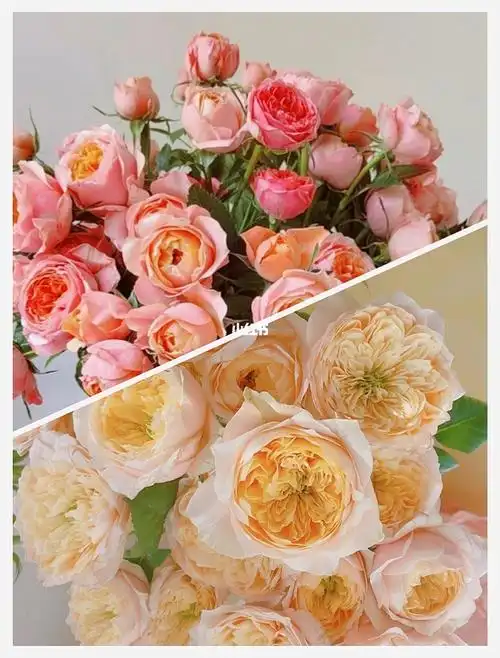 多头玫瑰黄蝴蝶粉蝴蝶10支装包邮斗南鲜花