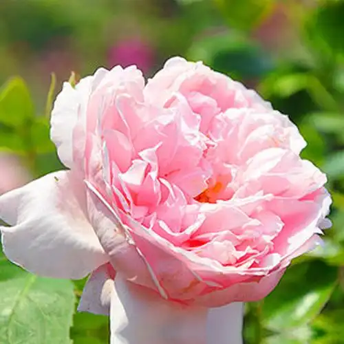 海蒂花园凯瑟琳莫利直立立丰花月月季玫瑰庭院观叶