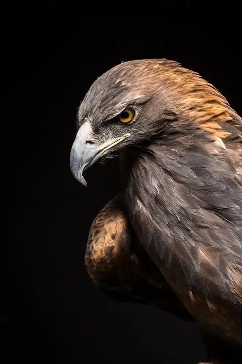 raymondhaddad在500px上的照片goldeneagle鸟类