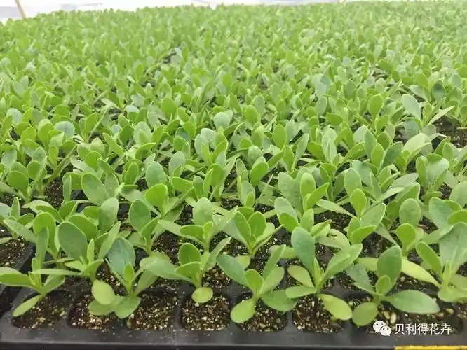 技术篇▎南非万寿菊育苗技术