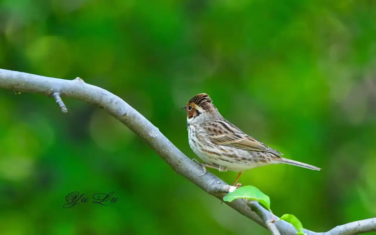 小鹀(学名:emberiza pusilla),是鹀科鹀属的 - 抖音