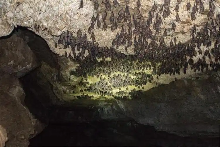 人员又对蝙蝠洞附近村庄的村民进行了病毒抗体筛查,发现了一个秘密,不