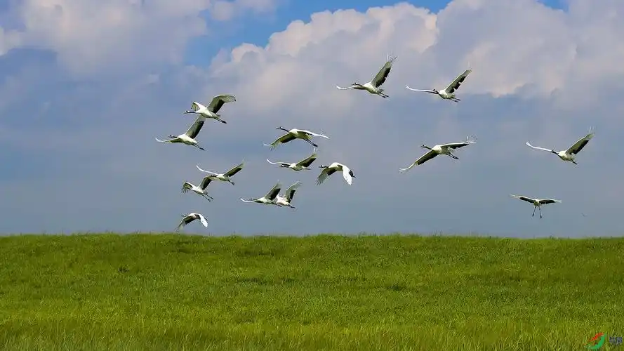 [林鸟] 《蓝天白云鹤飞翔》------丹顶鹤