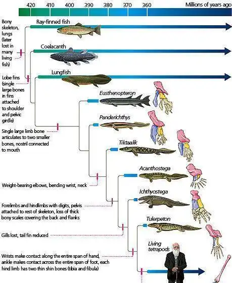 科学家证实,人类是从鱼类进化来的,进化过程大概是这样