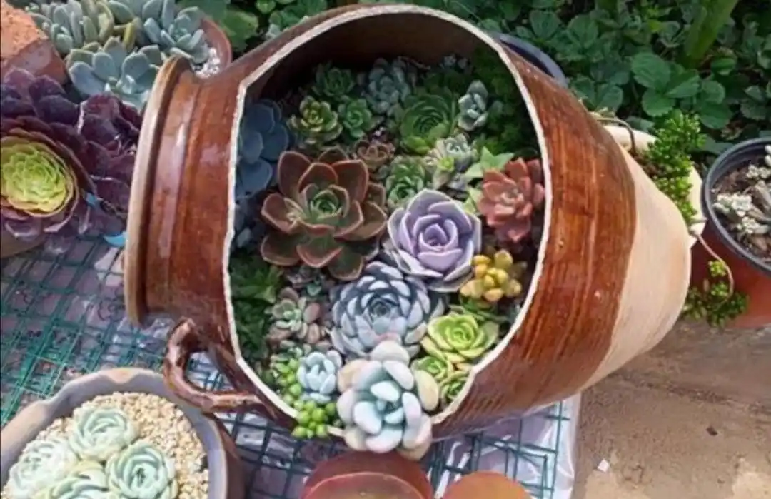 原创以前常见的旧坛子,石槽,养上花草植物,就成了漂亮的盆景
