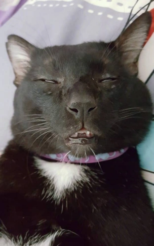 这只黑猫火了,只因它的睡姿太过"销魂",把网友们给丑到了