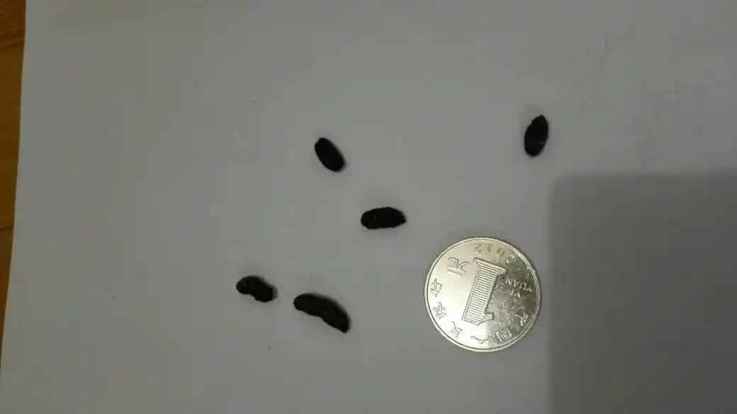 请教高人 在,昨天查了不是蛇的才敢睡觉