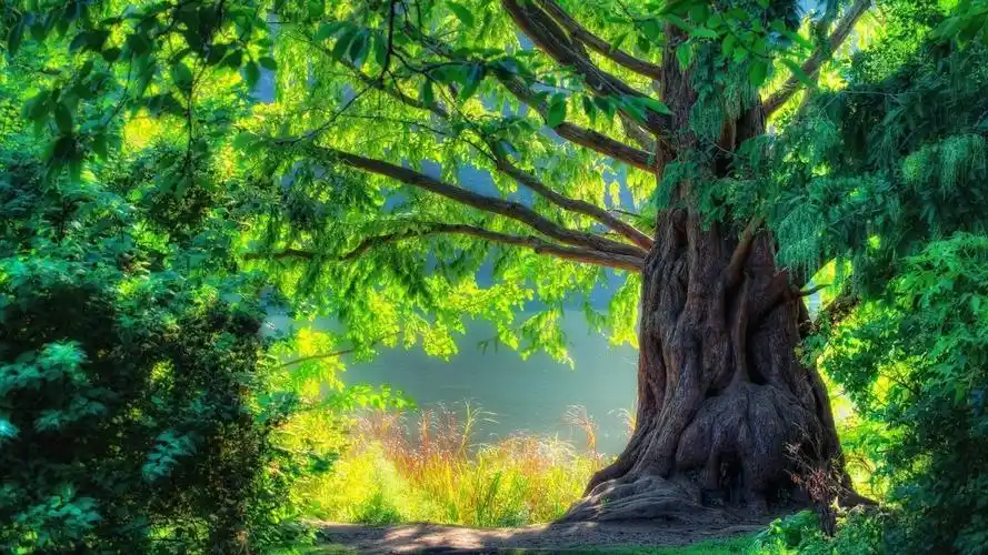 大树树根图片高清桌面壁纸