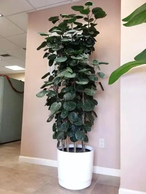 室内观叶植物(室内观叶植物100种) 资讯 第20张